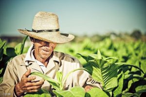 Как выращивать табак на огороде